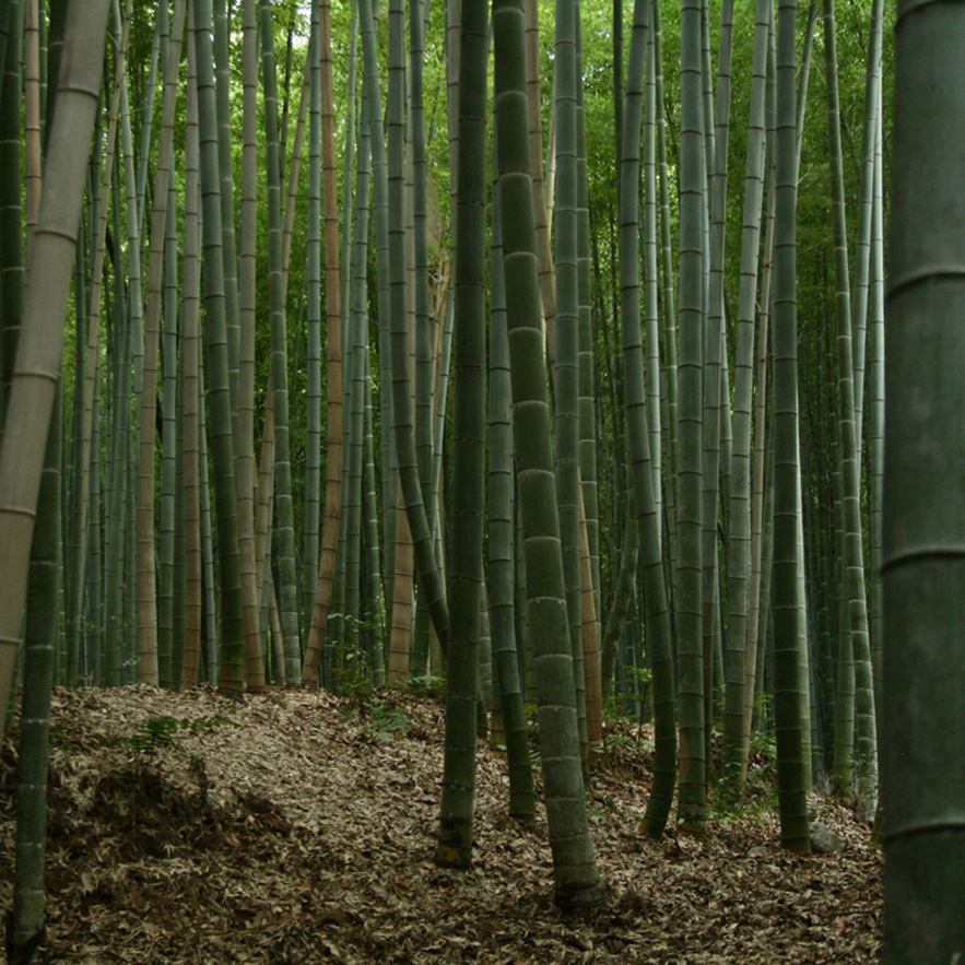 Bamboo forest in Japan by Alexander Lamont